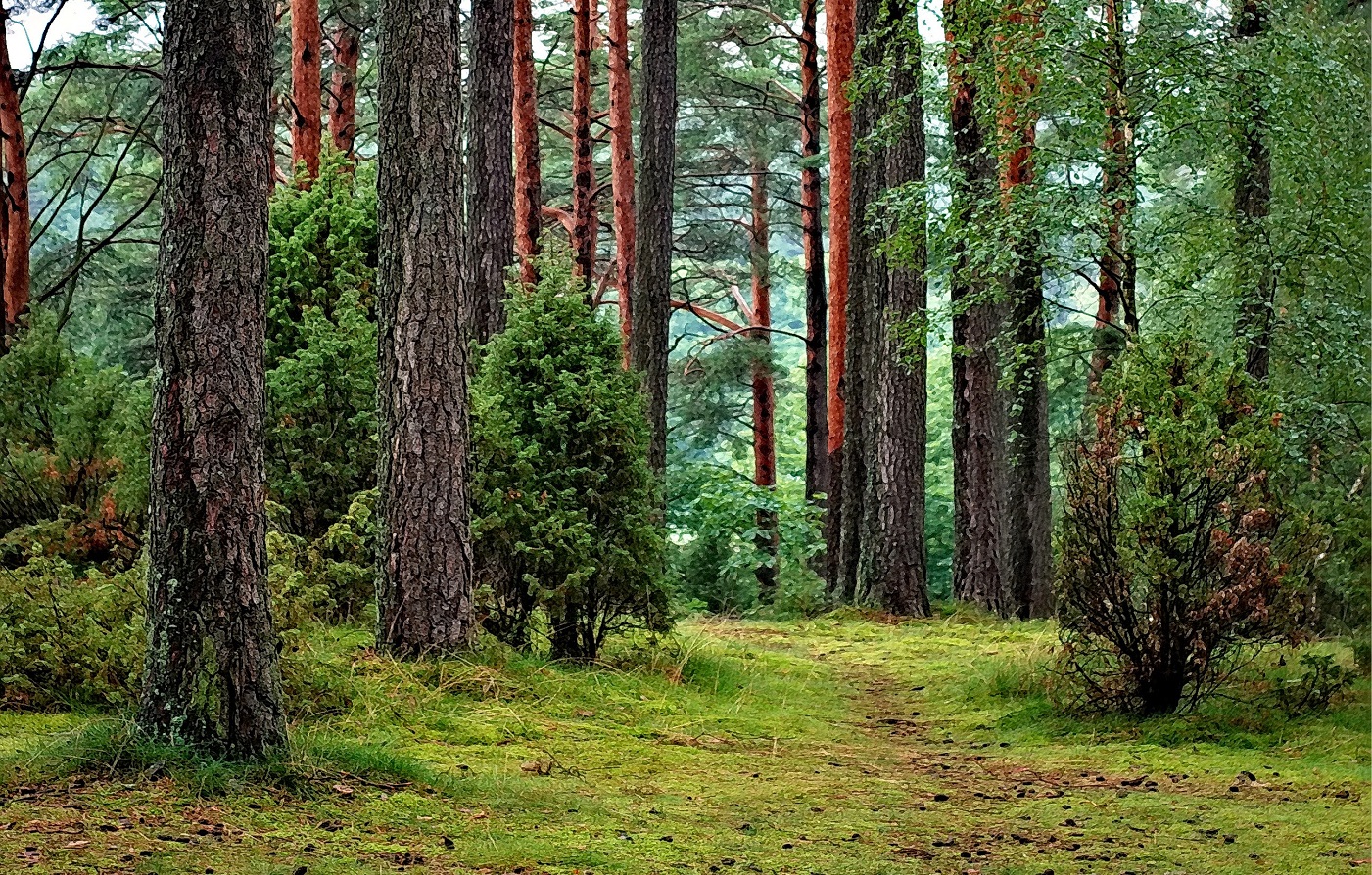 Ayobantu hari hutan sedunia
